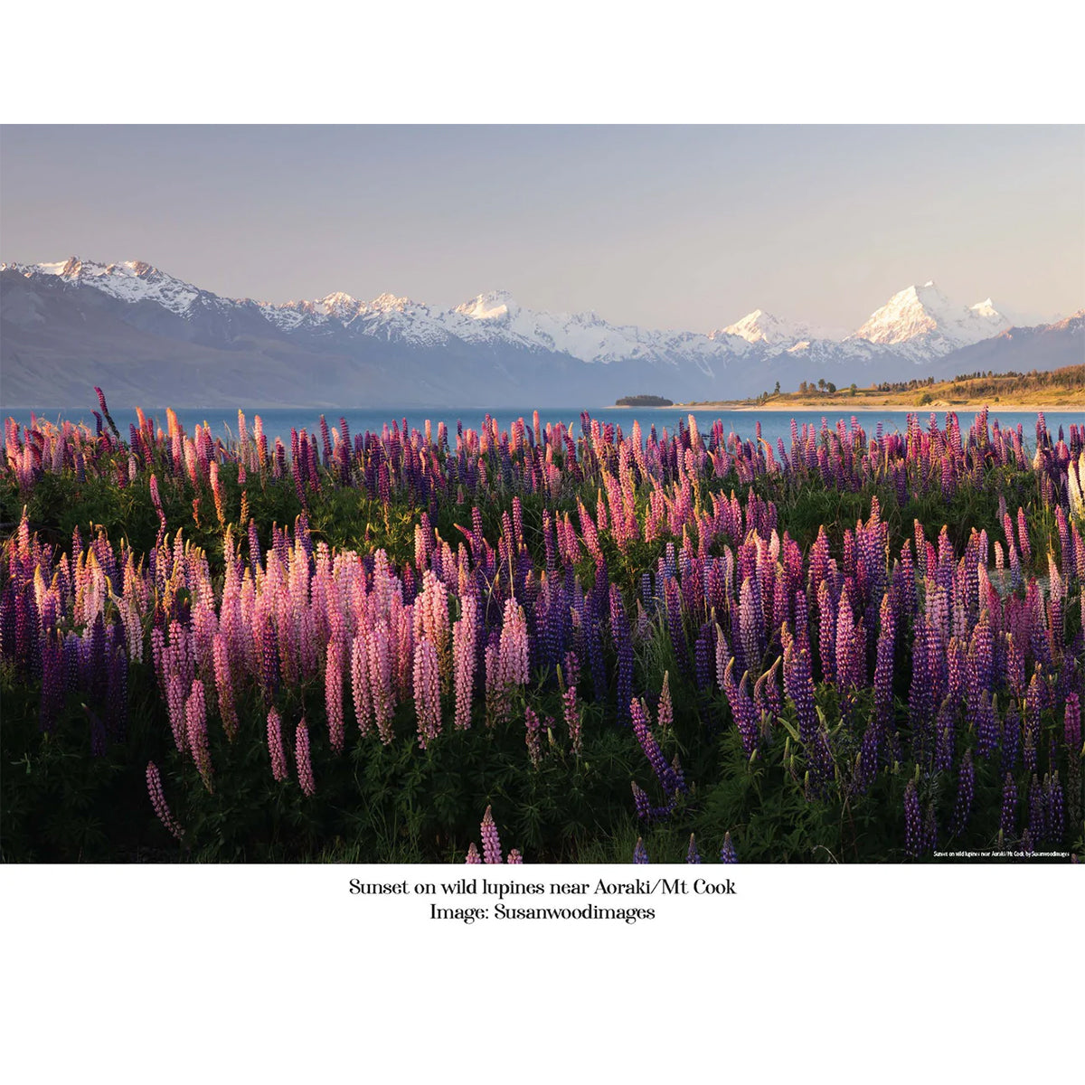 100 Piece Jigsaw - 'Lupins'