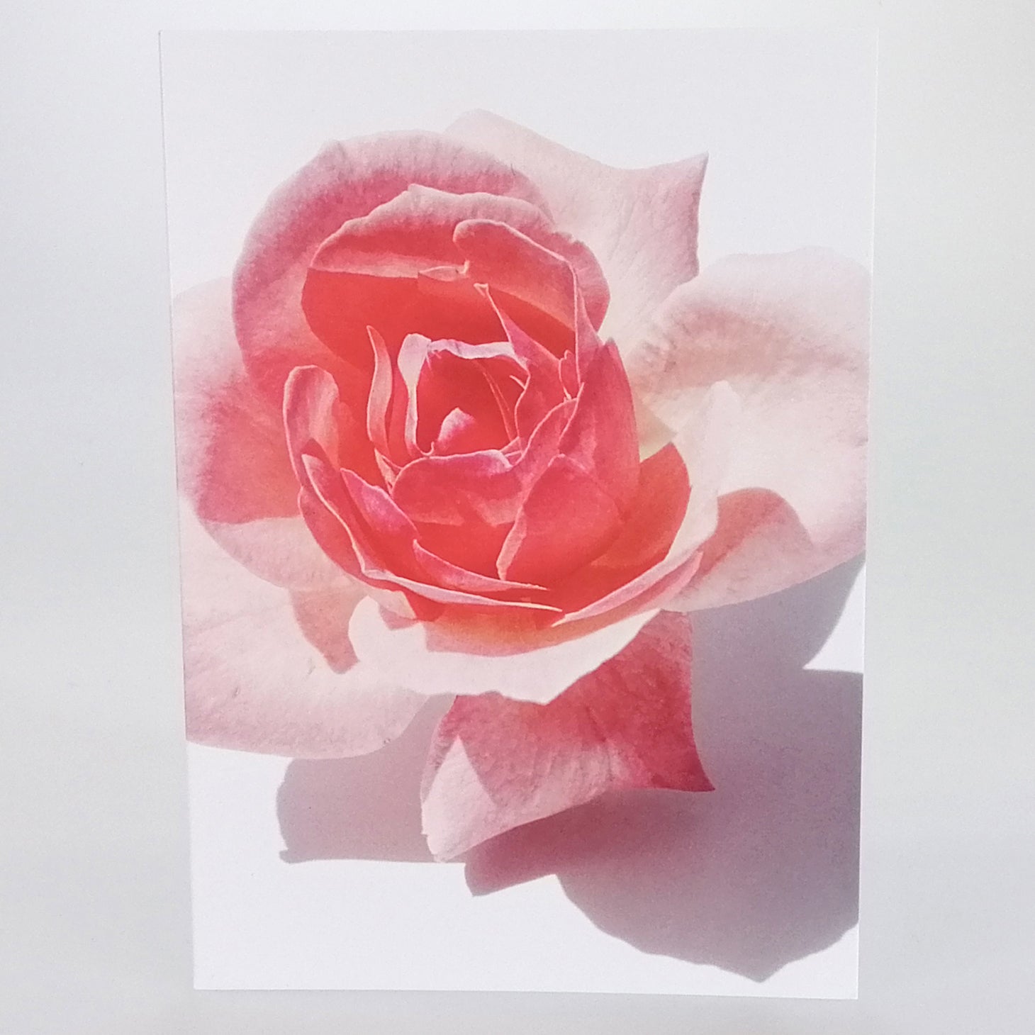 Grandiflora Card - Pink Rose