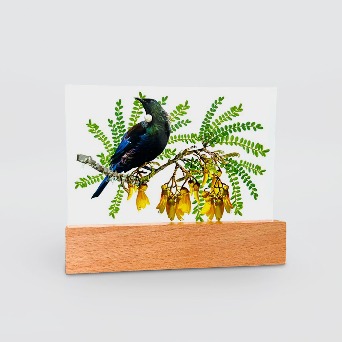 Glass Panel - 'Tui On Kowhai'