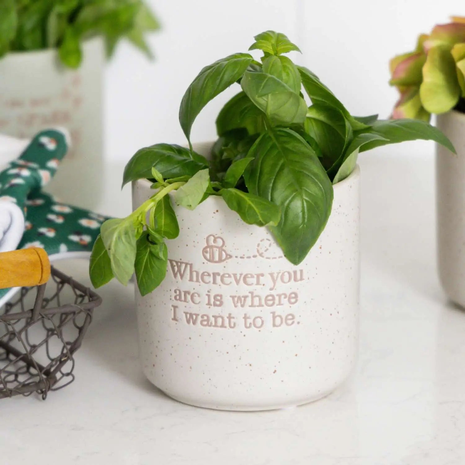 Positive Pot - Wherever You Are