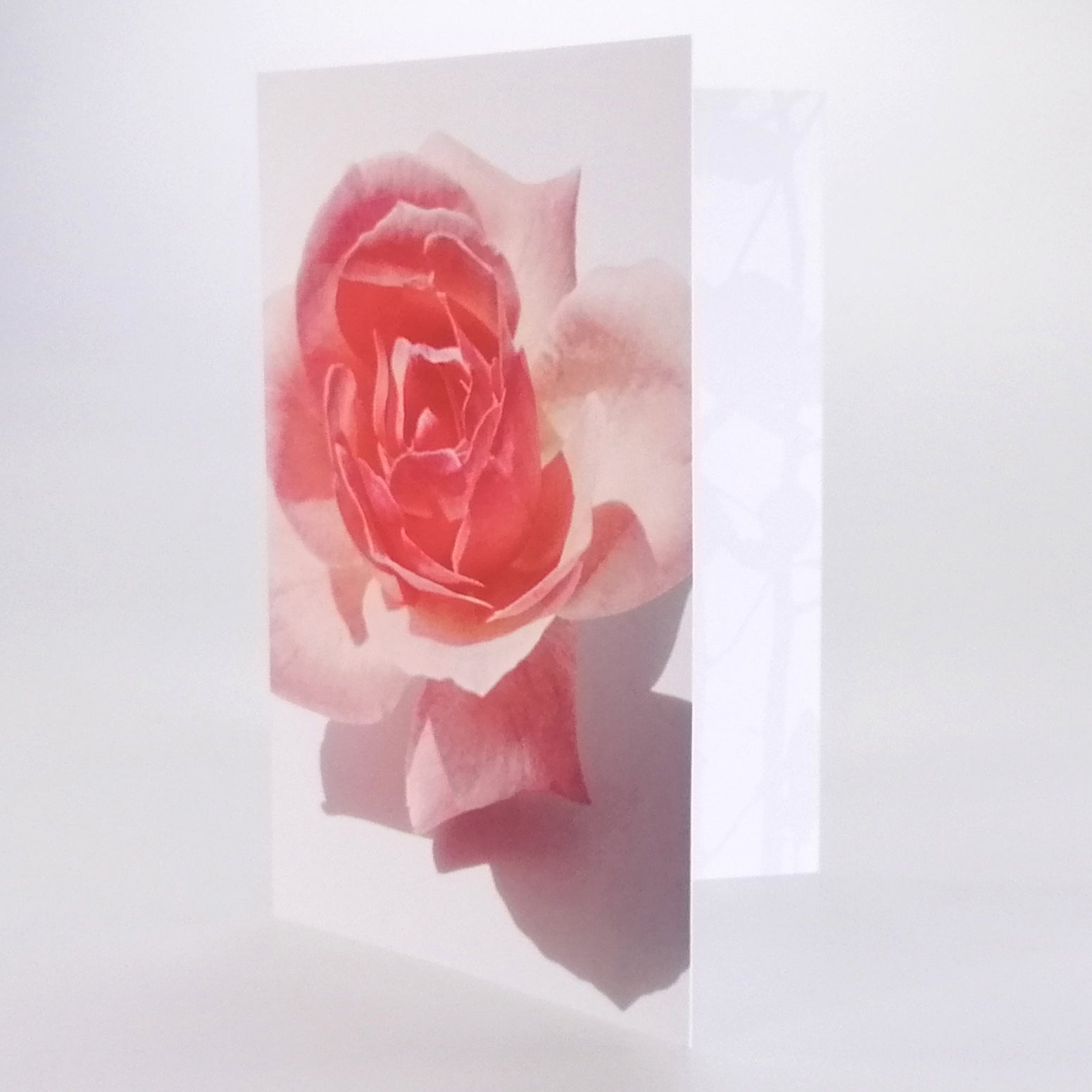 Grandiflora Card - Pink Rose