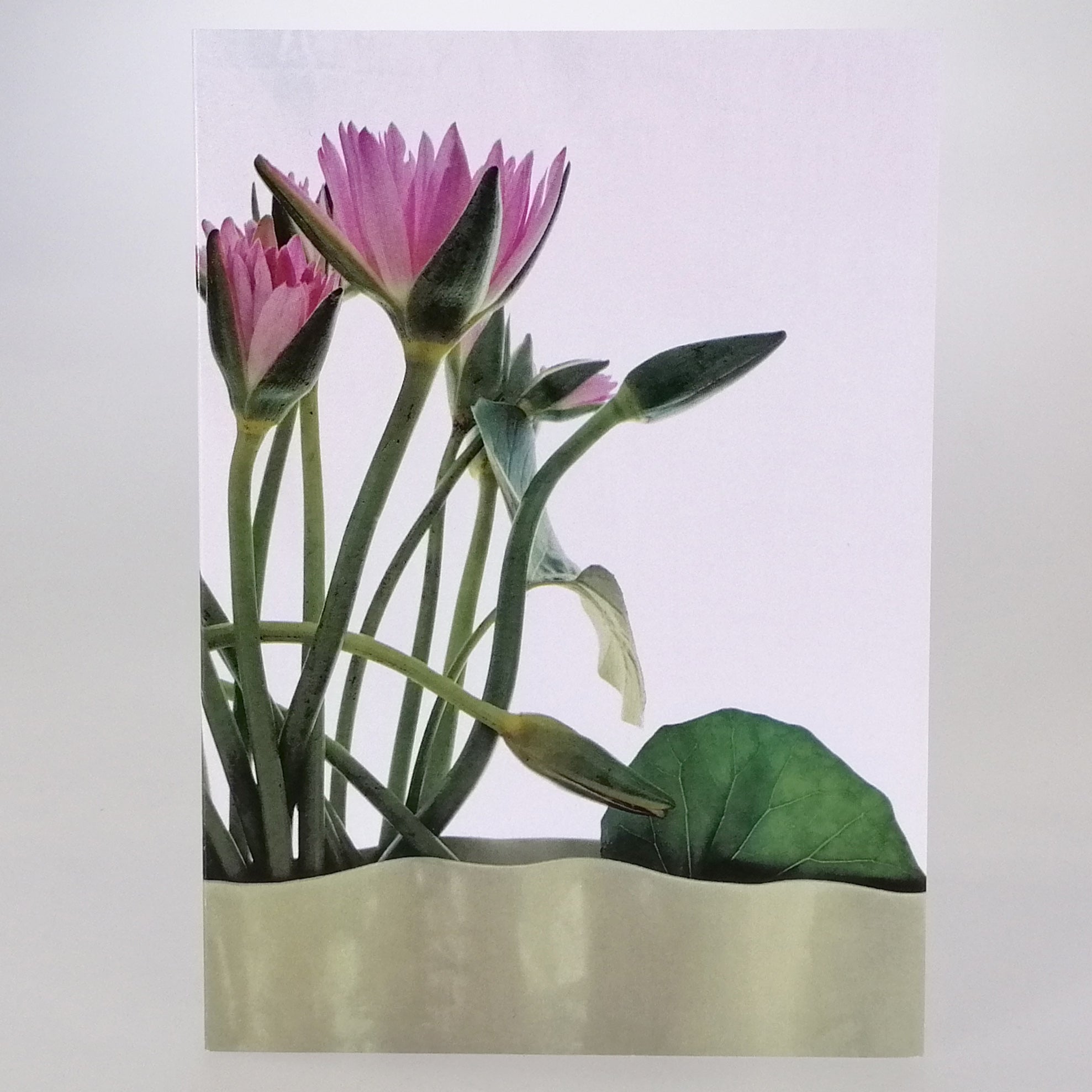 Grandiflora Card - Waterlily
